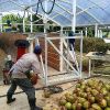Campostagem casca de coco, na Estação Experimental da Epagri em Itajaí