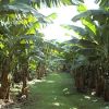 Joinville - Maior produtora de banana do Estado, região Norte recebe seminário sobre cultivo da fruta
