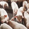 Rússia reabre o mercado para carne suína do Brasil