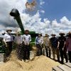 Com expectativa de boa safra, começa colheita de arroz em Santa Catarina 