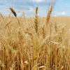 Epagri apresenta estimativas da safra de inverno em SC, com expectativa de aumento de produção de cebola e trigo