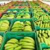 Joinville - Maior produtora de banana do Estado, região Norte recebe seminário sobre cultivo da fruta