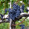  Começa processo para obtenção de IG dos Vinhos Finos de Altitude da Serra catarinense